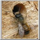 Osmia bicornis - Rote Mauerbiene 04.jpg